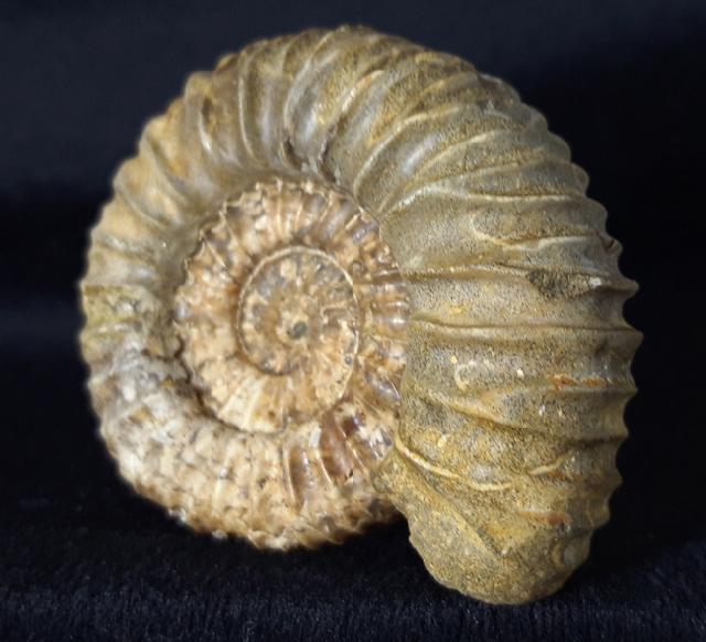 Pavlovia pavlovi (MICHALSKY 1890) - Bild &copy; FossNet FossilienStore